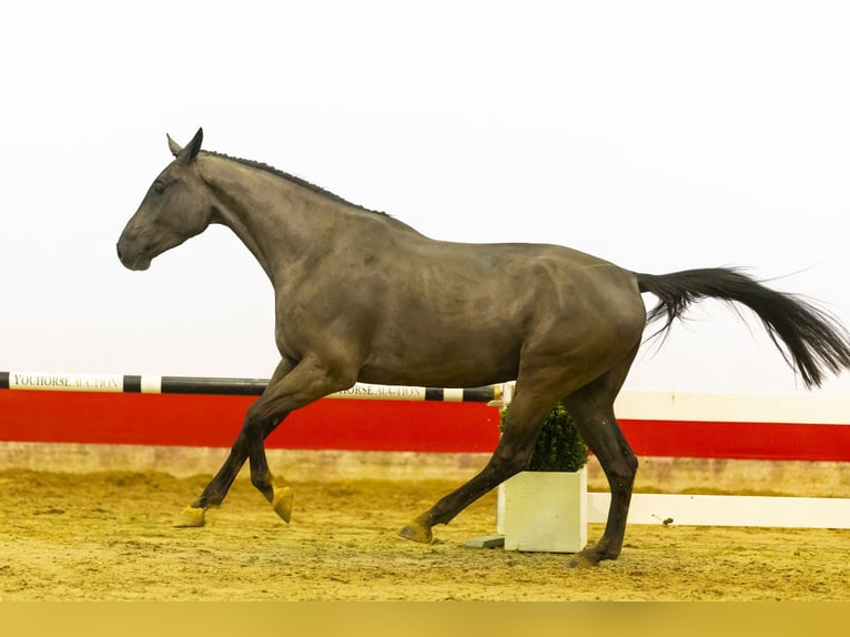 KWPN Wallach 5 Jahre 170 cm Rappe in Waddinxveen