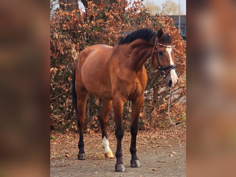 KWPN Wallach 5 Jahre 171 cm Brauner in Someren