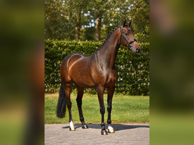KWPN Wallach 5 Jahre 171 cm Dunkelbrauner in Diever