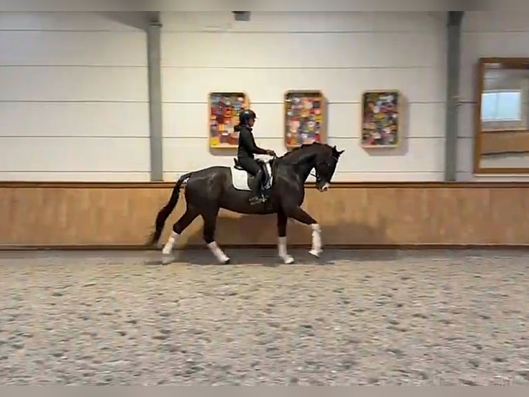 KWPN Wallach 5 Jahre 171 cm Dunkelbrauner in St.Vith