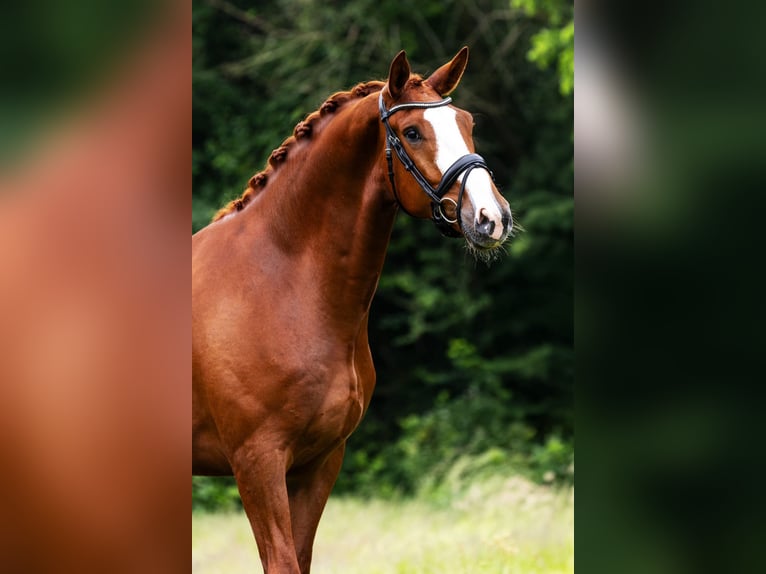 KWPN Wallach 5 Jahre 171 cm Fuchs in Sm