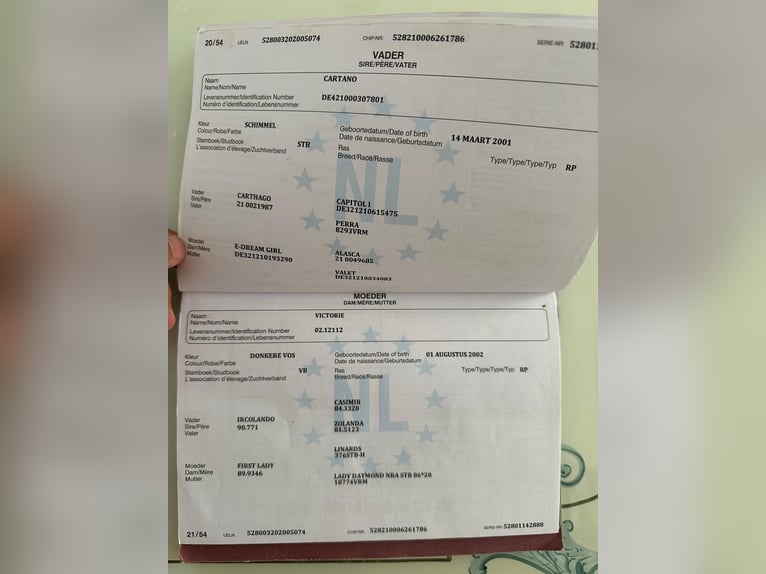 KWPN Wallach 5 Jahre 171 cm Schimmel in Csabacs&#x171;d