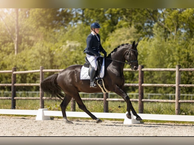 KWPN Wallach 5 Jahre 171 cm Schwarzbrauner in Wâlterswâld