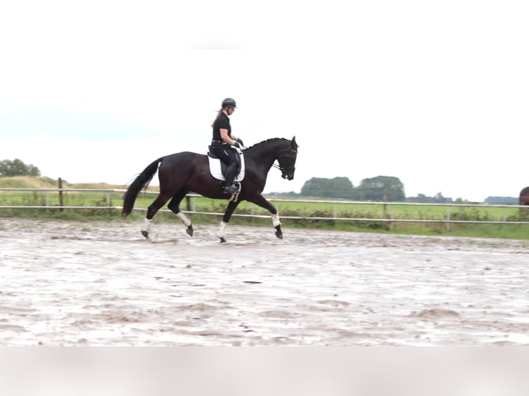 KWPN Wallach 5 Jahre 171 cm Schwarzbrauner in Wâlterswâld