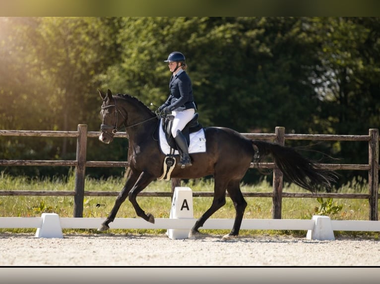 KWPN Wallach 5 Jahre 171 cm Schwarzbrauner in Wâlterswâld