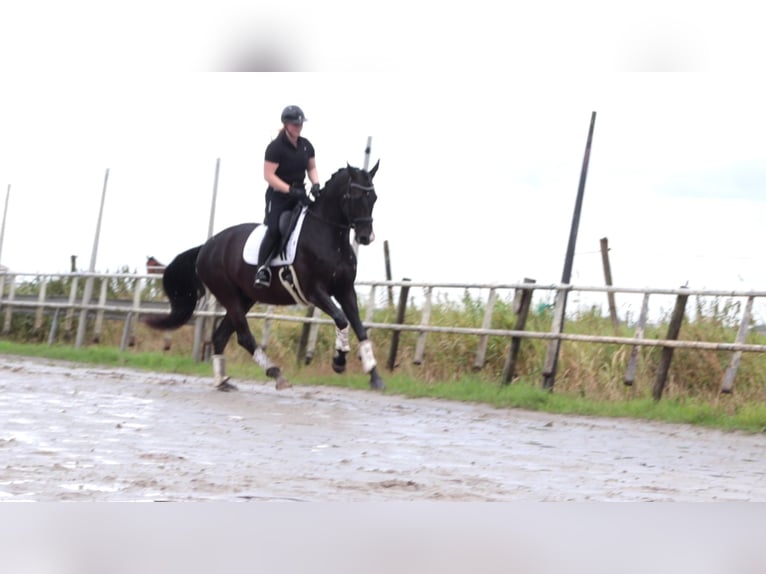 KWPN Wallach 5 Jahre 171 cm Schwarzbrauner in Wâlterswâld