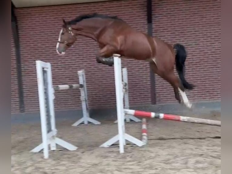 KWPN Wallach 5 Jahre 171 cm in Someren