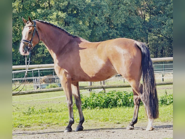 KWPN Wallach 5 Jahre 171 cm in Someren