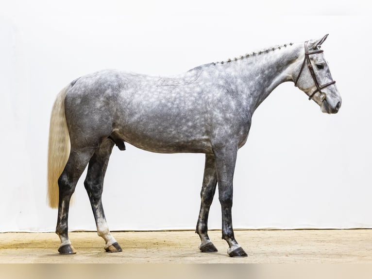 KWPN Wallach 5 Jahre 171 cm in Waddinxveen