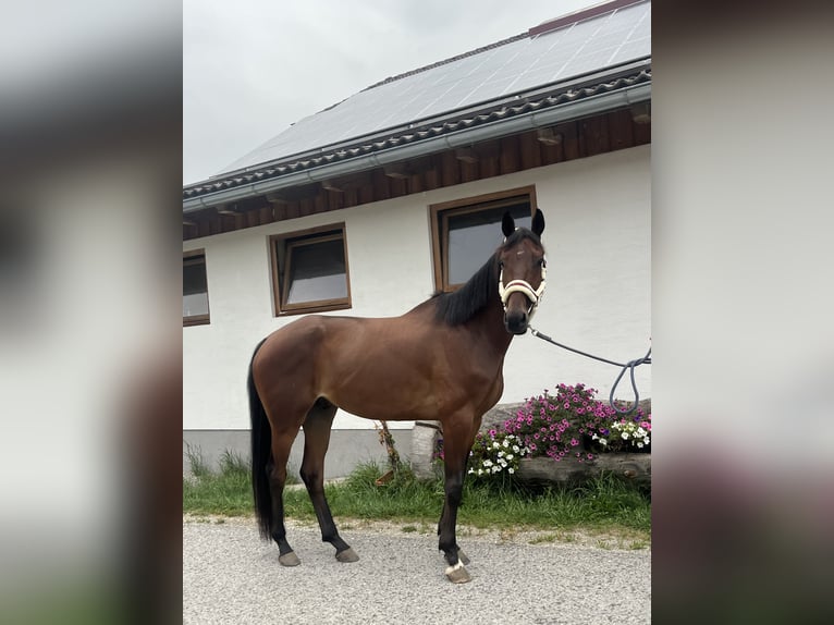 KWPN Wallach 5 Jahre 172 cm Brauner in Tamsweg