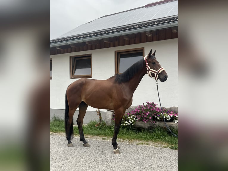 KWPN Wallach 5 Jahre 172 cm Brauner in Tamsweg