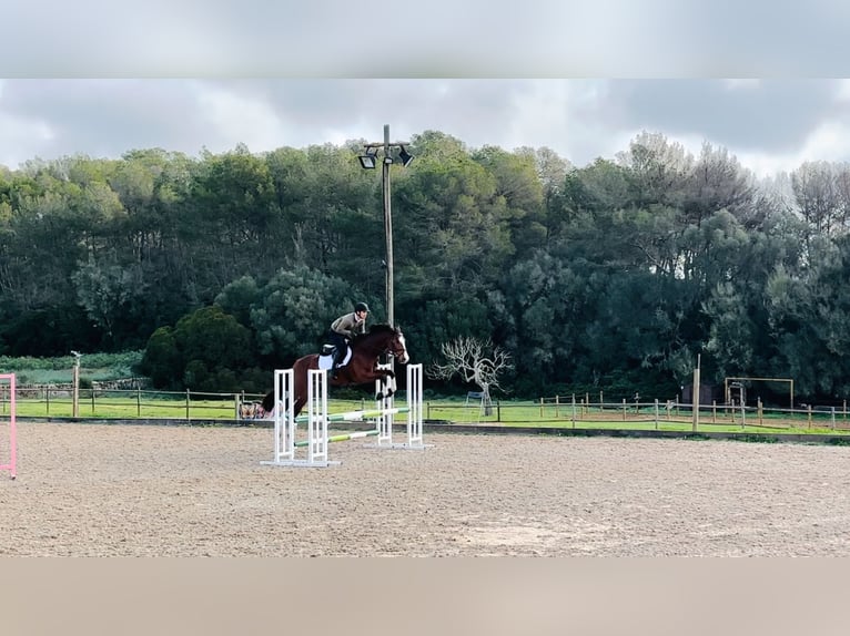KWPN Wallach 5 Jahre 172 cm Brauner in Llucmajor