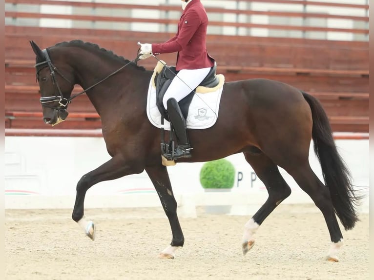 KWPN Wallach 5 Jahre 172 cm Dunkelbrauner in Gyula