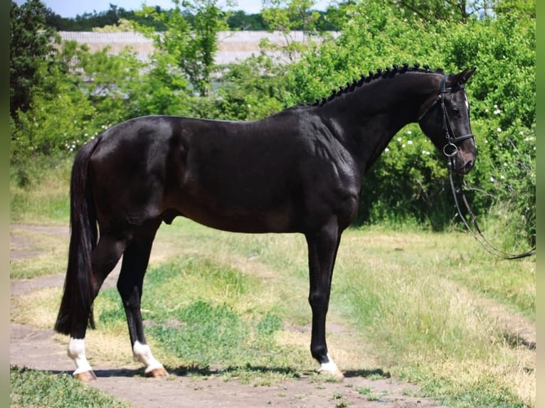 KWPN Wallach 5 Jahre 172 cm Dunkelbrauner in Gyula