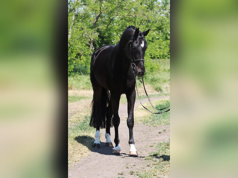 KWPN Wallach 5 Jahre 172 cm Dunkelbrauner in Gyula