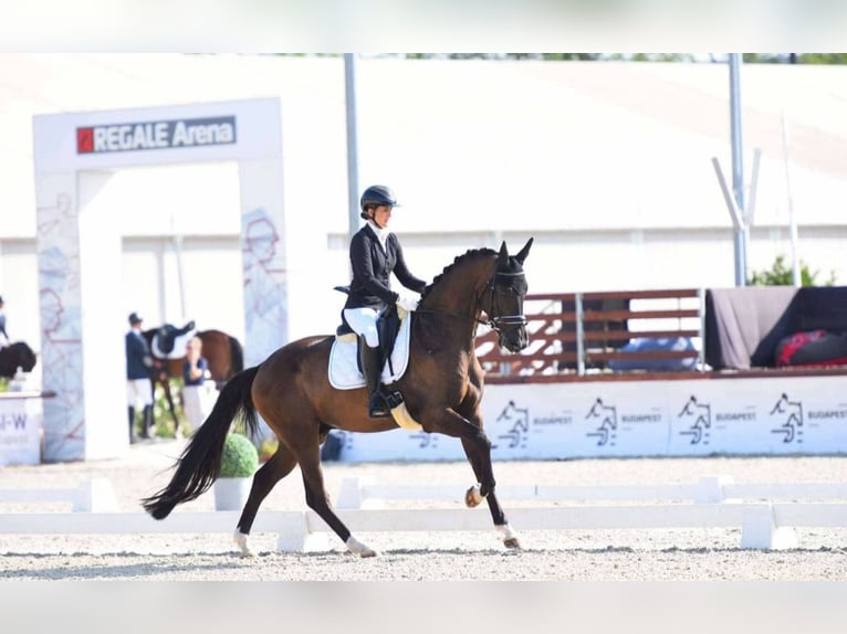 KWPN Wallach 5 Jahre 172 cm Dunkelbrauner in Gyula