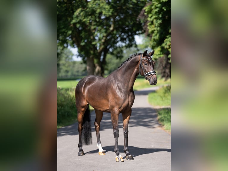 KWPN Wallach 5 Jahre 172 cm Dunkelbrauner in Oosterhout