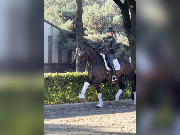 KWPN Wallach 5 Jahre 172 cm Dunkelbrauner in Weert