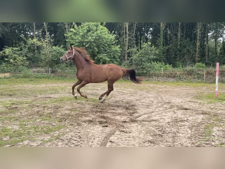 KWPN Wallach 5 Jahre 172 cm Dunkelfuchs in Hoge Hexel