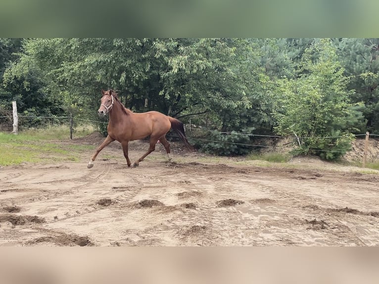 KWPN Wallach 5 Jahre 172 cm Dunkelfuchs in Hoge Hexel