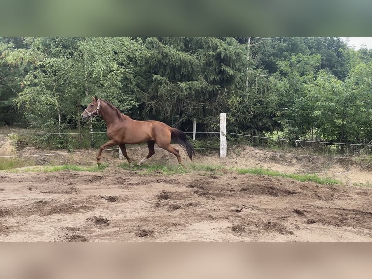 KWPN Wallach 5 Jahre 172 cm Dunkelfuchs in Hoge Hexel