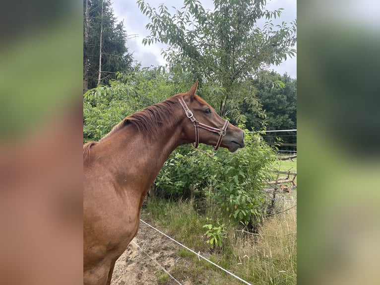 KWPN Wallach 5 Jahre 172 cm Dunkelfuchs in Hoge Hexel
