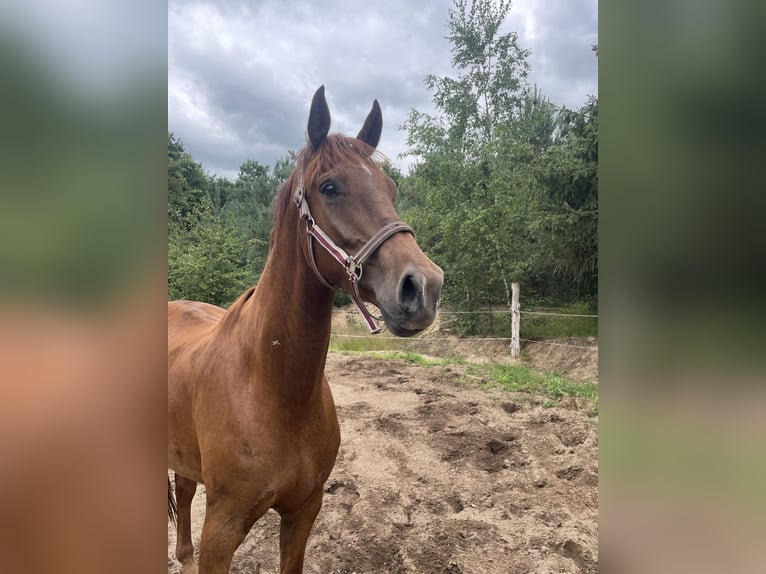 KWPN Wallach 5 Jahre 172 cm Dunkelfuchs in Hoge Hexel