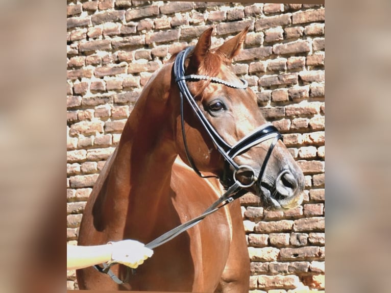 KWPN Wallach 5 Jahre 172 cm Fuchs in Neuss