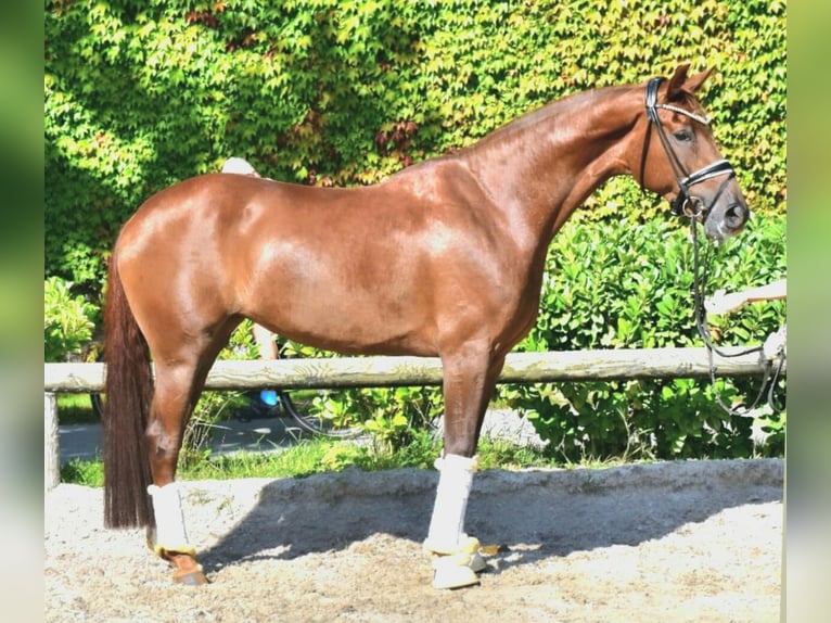 KWPN Wallach 5 Jahre 172 cm Fuchs in Neuss