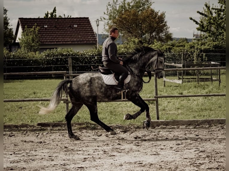 KWPN Wallach 5 Jahre 172 cm Schimmel in Springe