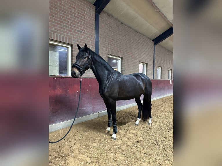 KWPN Wallach 5 Jahre 172 cm Schwarzbrauner in Beuningen Gld