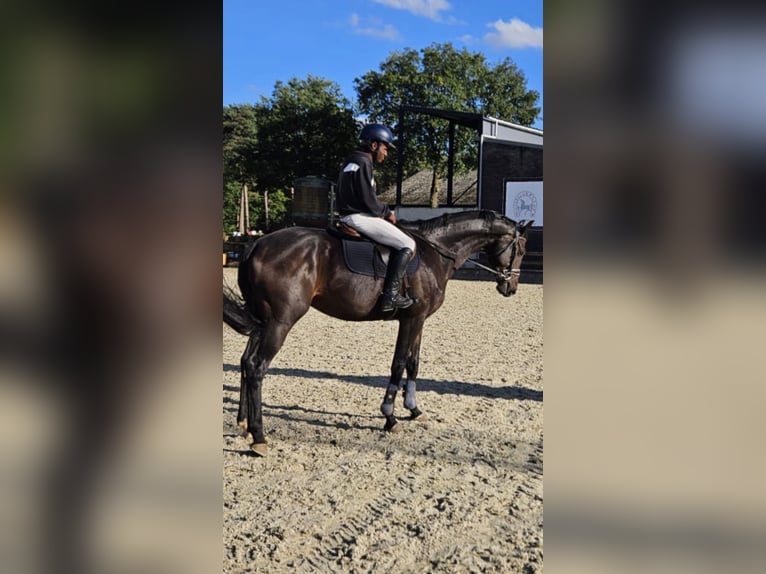 KWPN Wallach 5 Jahre 172 cm Schwarzbrauner in Bocholt
