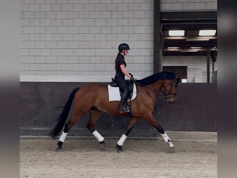 KWPN Wallach 5 Jahre 173 cm Brauner in Nieuw-Vennepnieuw-vennep