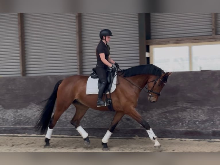 KWPN Wallach 5 Jahre 173 cm Brauner in Nieuw-Vennepnieuw-vennep