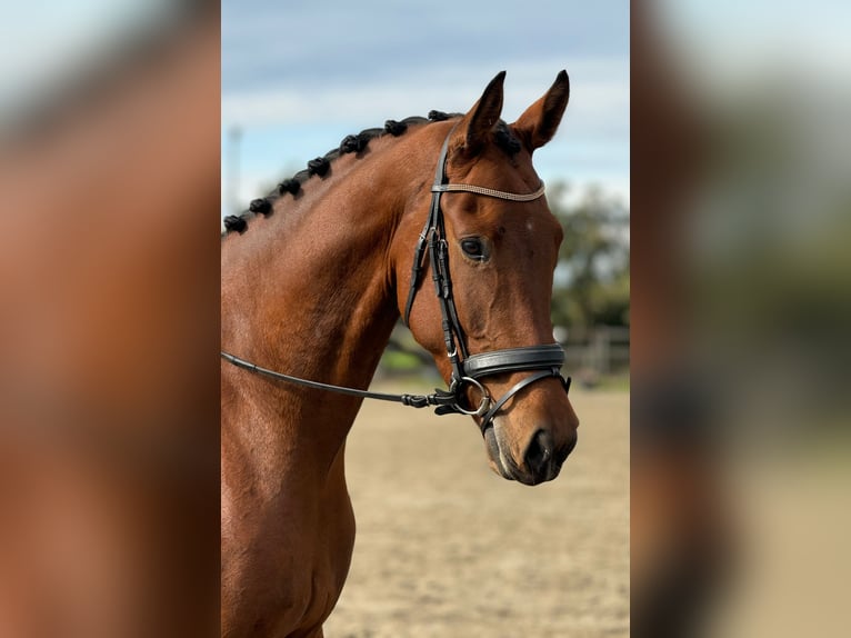 KWPN Wallach 5 Jahre 173 cm Brauner in Nieuw-Vennepnieuw-vennep