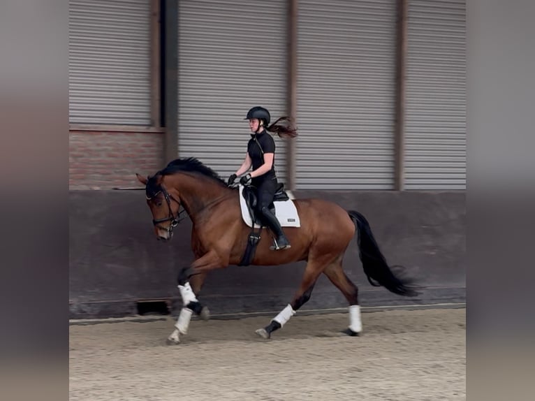 KWPN Wallach 5 Jahre 173 cm Brauner in Nieuw-Vennepnieuw-vennep