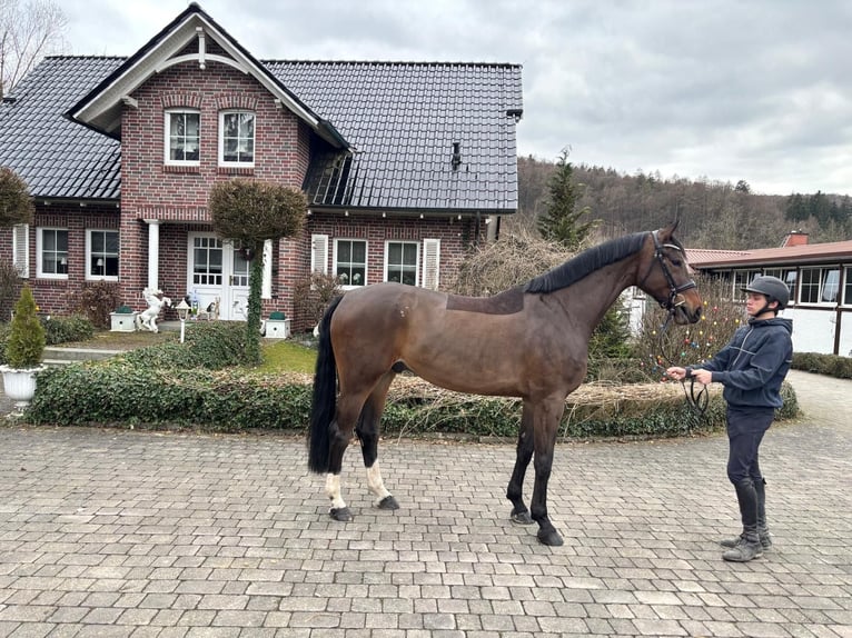 KWPN Wallach 5 Jahre 173 cm Brauner in Wächtersbach