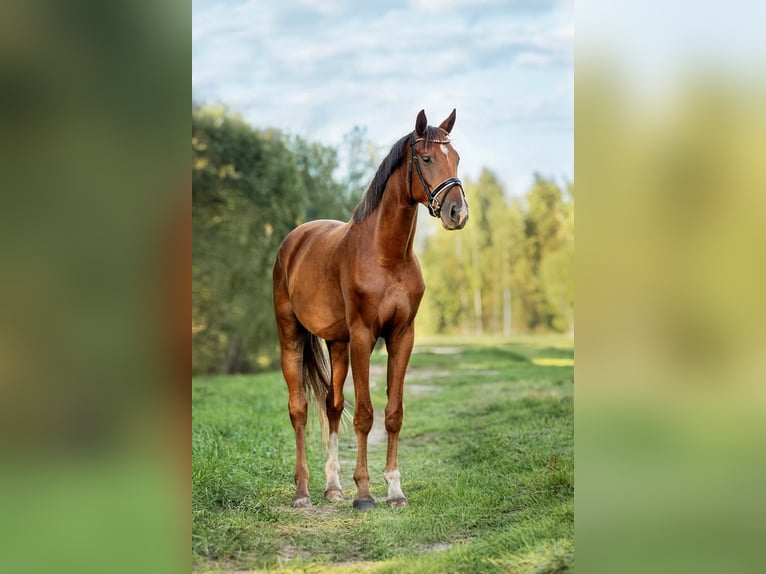 KWPN Wallach 5 Jahre 173 cm Dunkelfuchs in Riga