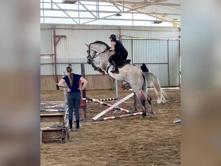 KWPN Wallach 5 Jahre 173 cm Red Dun in Boroszewo