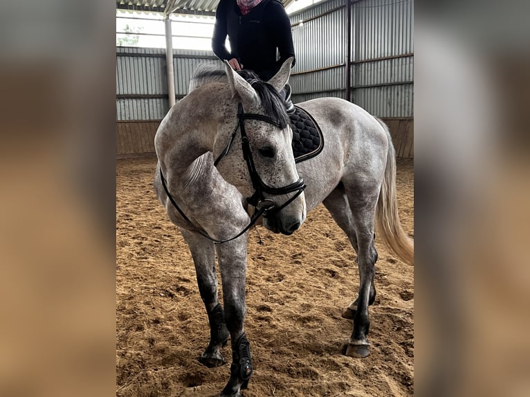 KWPN Wallach 5 Jahre 173 cm Red Dun in Boroszewo