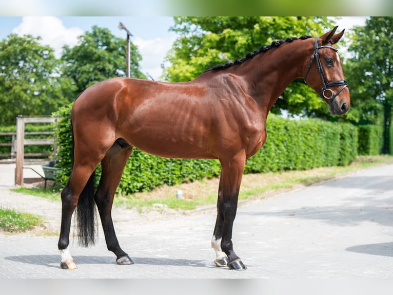 KWPN Wallach 5 Jahre 173 cm Rotbrauner in Weert