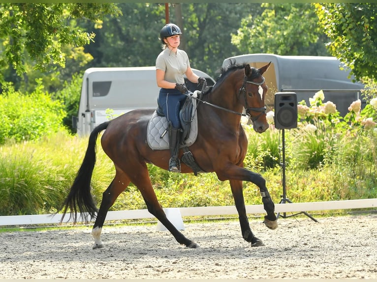 KWPN Wallach 5 Jahre 174 cm Brauner in Neerharen