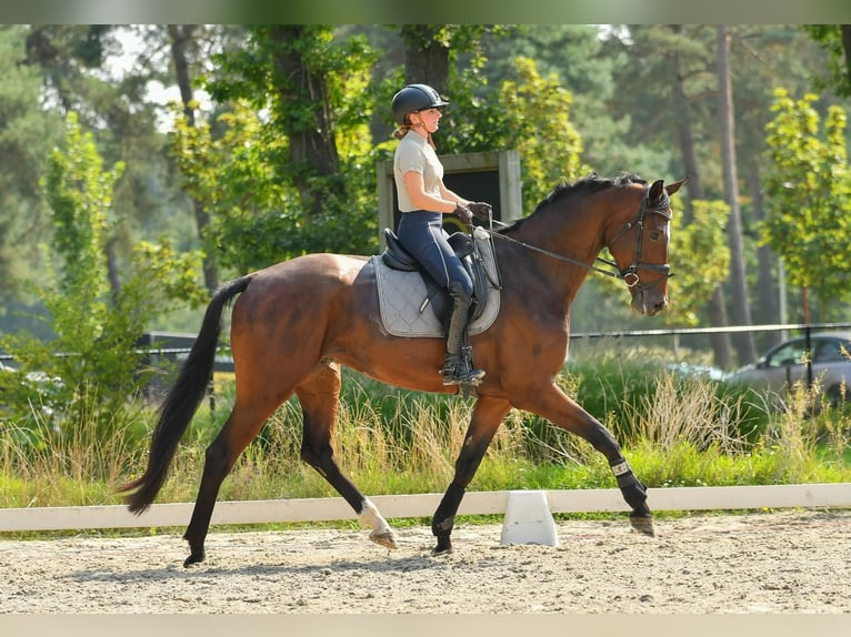 KWPN Wallach 5 Jahre 174 cm Brauner in Neerharen