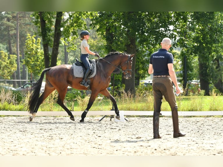 KWPN Wallach 5 Jahre 174 cm Brauner in Neerharen