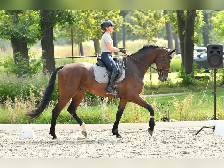 KWPN Wallach 5 Jahre 174 cm Brauner in Neerharen