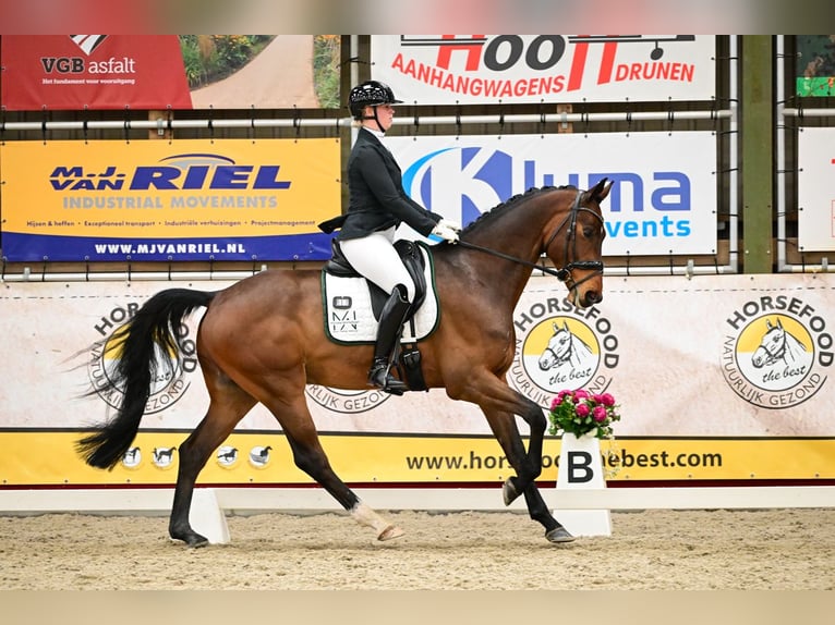 KWPN Wallach 5 Jahre 174 cm Brauner in Wouwse Plantage