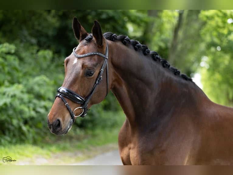 KWPN Wallach 5 Jahre 174 cm Brauner in Wouwse Plantage