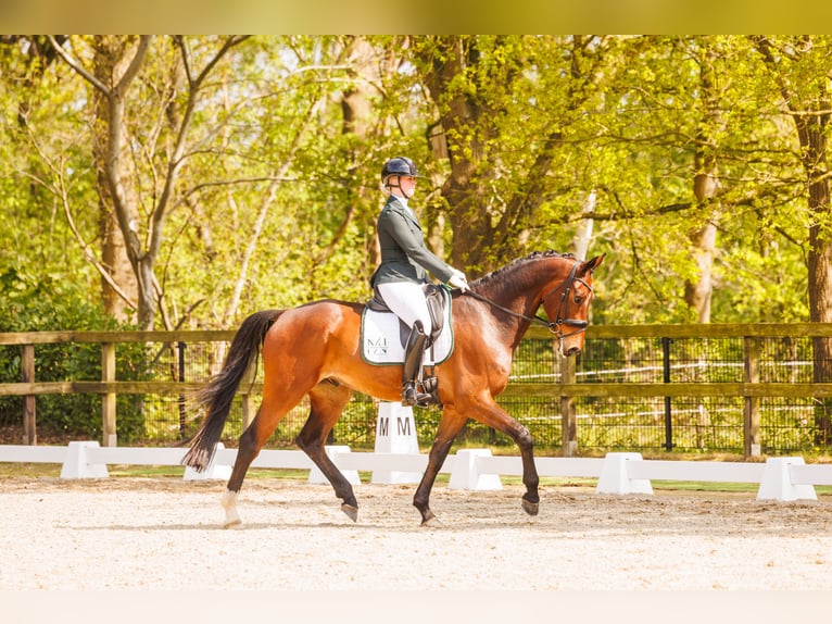 KWPN Wallach 5 Jahre 174 cm Brauner in Wouwse Plantage