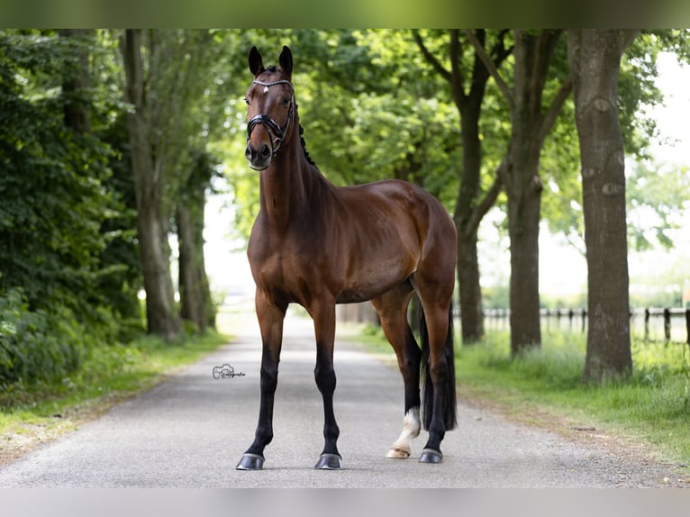 KWPN Wallach 5 Jahre 174 cm Brauner in Wouwse Plantage
