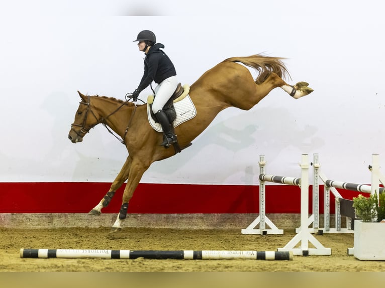 KWPN Wallach 5 Jahre 174 cm Dunkelfuchs in Waddinxveen